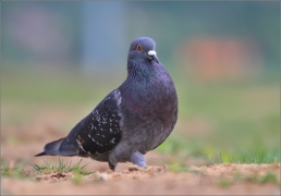 <p>HOLUB DOMÁCÍ (Columba livia f. domestica)</p>